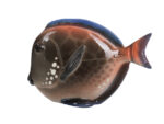 SCULPTURE MIDDLE SIZE FISH-DISK PINK