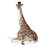 SCULPTURE GIRAFFE, HEAD RAISED